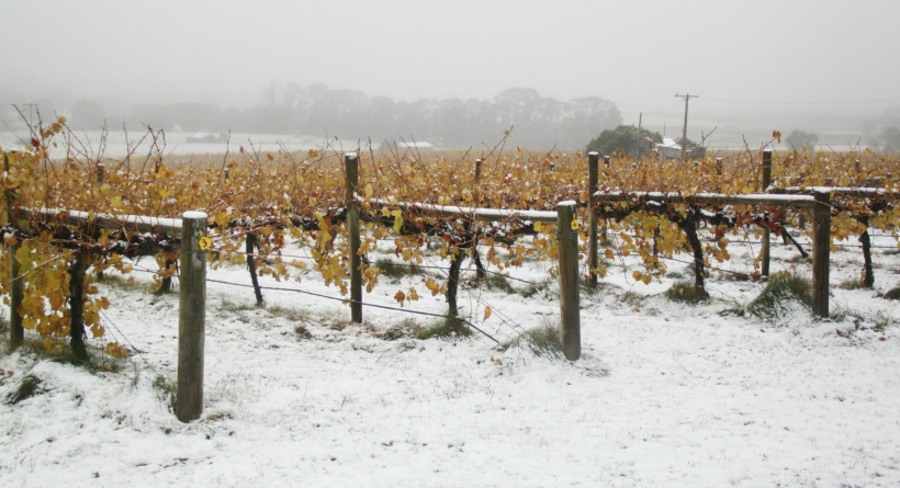 Snow covering the vineyard - Caroline Mackenzie